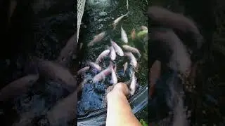 Feeding time with red tilapia! Watch them enjoy their meal! #fishfocus #talapia #nature