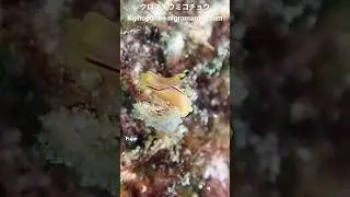 グアム島のウミウシ Guam sea slugs クロフチウミコチョウ Siphopteron nigromarginatum #shorts