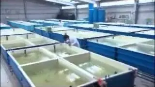 Aquaculture
