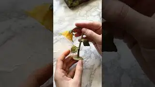 I don&rsquo;t know how I&rsquo;ll top this one! #miniature #miniatures #fairy #fairycore