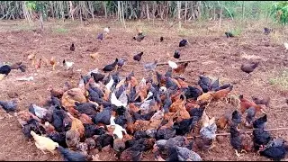 1 Acre Free Range Desi Poultry Farming