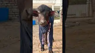 &ldquo;This Baby Buffalo&rsquo;s Cute Sound Will Melt Your Heart 🐃💖&rdquo;#baby bufflo