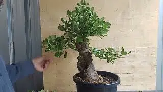 Mirror bush great beginners bonsai