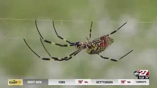 Could the giant, flying Joro spiders make their way to Pennsylvania?