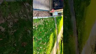 Fall maintenance (pack of leaves 🍁 clean all perimeter !😁😎😏🤝✅💪🏽
