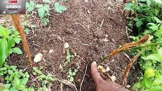 PART #2 tips bertanam jahe dilahan basah/sawah agar tidak gagal busuk(jahe usia 5 bulan)