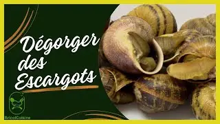 Comment d&eacute;gorger des escargots