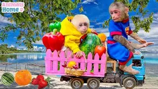 BiBi monkey takes baby monkey Obi to harvest fruit at dad