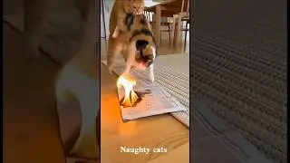 Funniest Cat Ever 😂 | Cat Shorts#cat