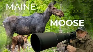 Moose Photography in the North Maine Woods and Sprinter Van Life