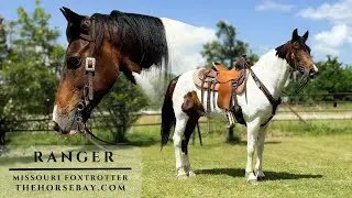 Missouri Foxtrotter Gelding For Sale (Gaited/Trail/Working Cattle)