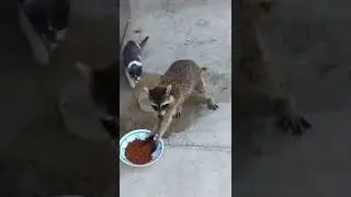 Raccoon Steals Cat Food 🥺😂