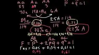 Hardy-Weinberg equation and allelic frequencies