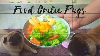 Food critic Pugs l Pugs reacting to Human Food l Pug video