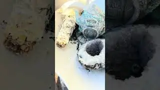 #bee #sage #dog #mountain #shaman vibes blessings house cleanse #divineprotection #ocean mer solaris