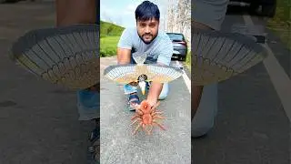 RC Eagle 🦅 and Remote Control Spider🕷️Unboxing