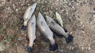 C&acirc;u lure c&aacute; Chẽm đ&ugrave;ng BRVT, Test m&aacute;y mới Daiwa Airity 2500H JDM | How to catch Barramundi