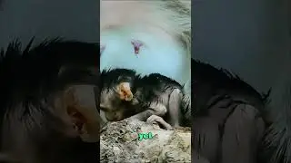 Famine or Mercy? A Mother&rsquo;s Harrowing Choice in the Jungle#animals #wildlife #monkey #foryou