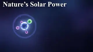 Photosynthesis Engines Nature&rsquo;s Solar Power Plant