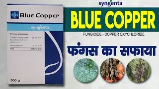 Blue Copper Fungicide | Syengenta blue copper | best fungicide|#copper_oxychloride #blight #jhulsa