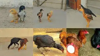 2 aseel chicks 2 day growth || and after 11 month growth