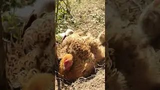 local hen / do subscribe for more #shorts #subscribe #local #hen