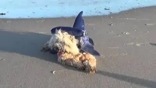 Aangespoeld op het strand # My Buddy