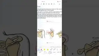 Shoulder Complex (1)
