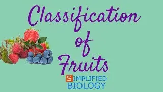 CLASSIFICATION OF FRUITS for NEET, AIIMS, AIPMT, JIPMER, PREMED