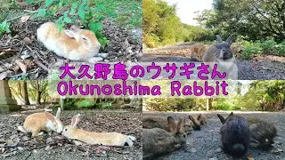 【日本】兎兎兎兎兎