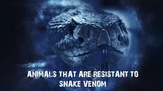 ANIMALS THAT ARE RESISTANT TO SNAKE VENOM