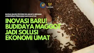 Inovasi Baru! Budidaya Maggot Jadi Solusi Ekonomi Umat