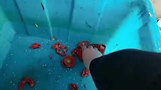 Red pepper slicer machine,slice chili,green bean and other root/stem/leaf vegetables into shreds.