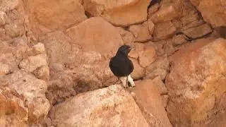 Black Wheatear, Oenanthe leucura riggenbachi, Ait Brahim, Morocco, 24 June 2024