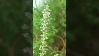 Священное Деревце - Туласи, которое может спасти весь мир, только обратись. Sacred Tree - Tulasi...