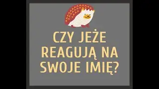 Czy jeże reagują na swoje imię?! Jeż Yoda przybiega na zawołanie!