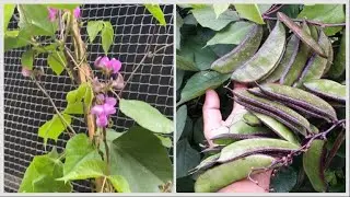 How to prune your hyacinth beans for more yield /less leaves more beans/shokher bagan 2023