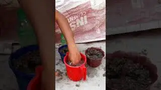 The Technique Of Propagating Bananas Using Onions And Aloe Vera Is Unique And Developing Rapidly#how