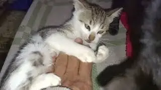 Stray cats love fun rough play