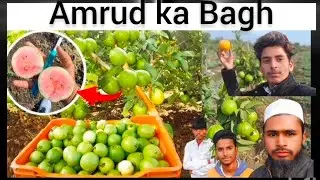 😜#blog 😁#funny 🤣#amrud🍏#blog #Bagh😝 #comedy subscribe me 