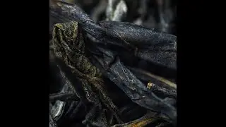 West China Tea Company's 2018 Immortal Dew Gu Shu sheng pu-erh