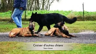 ECOUTE TON CHIEN-Dominique Zdunek