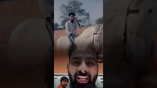 bol gau mata ki jai .gau putarrr.monu manesar #gaumata #gaumatacute