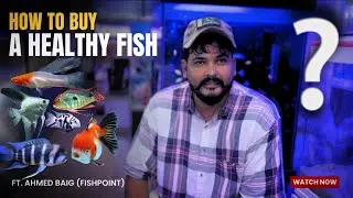 How to Buy Healthy Aquarium Fish | Complete Guide - Imran's World