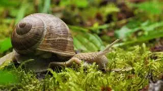 The Impact of Snail on the Environment #wildlife