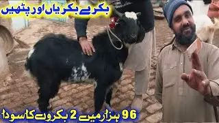 Naseeb ka soda | 96 thousand ma 2 bakray ki deal | Haripur ka dera 