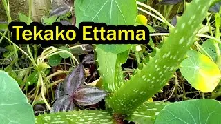 Tekako Etama Lye Mana Eddagala Lilino Lyanguya Video Eno Yabakyala