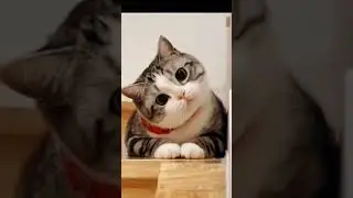 Pet Gags