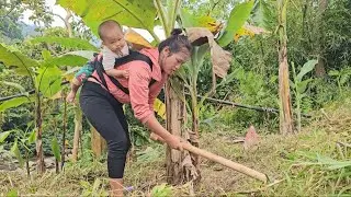 take care of fertilizing fruits and picking snails.