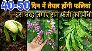 इस तरह लगाए सेम फली का पौधा, 40-50 दिन में तैयार होंगी फलियां | How to grow Sem Fali / Lima Bean 